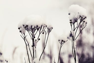 Kır çiçekleri ve çim kar altında