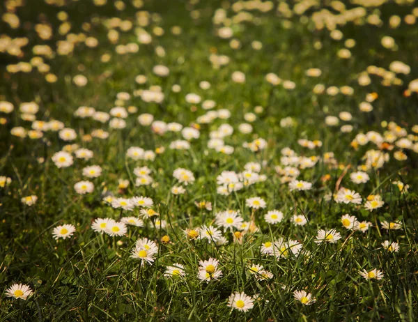 Kamomillblommor i grönt gräs — Stockfoto