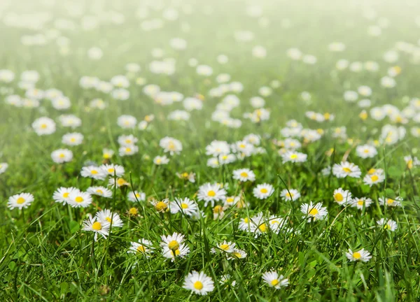 Kamille bloemen in groene gras — Stockfoto