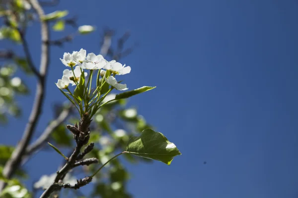 Sakura trädgren i blom. — Stockfoto