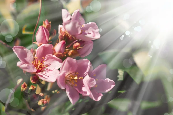 春の花の背景 — ストック写真