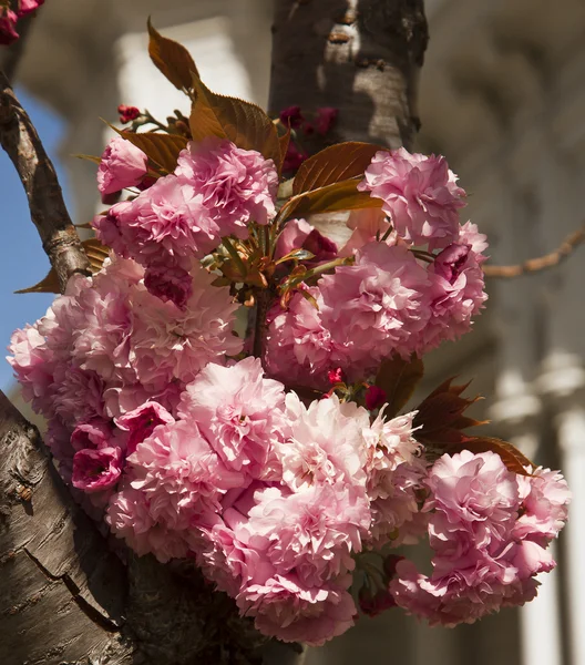 Beautiful cherry tree flowers — Stock Photo, Image