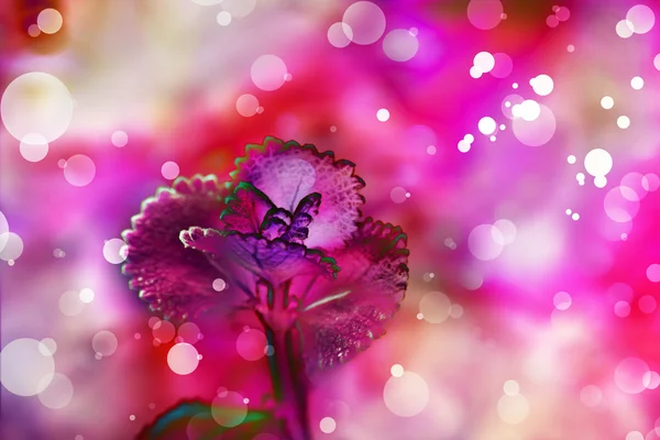 Beautiful Floral Background — Stock Photo, Image