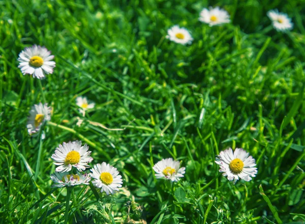Chamomile flowers in green grass — Stock Photo, Image