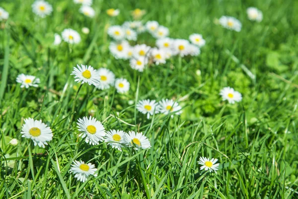 Chamomile flowers in green grass — Stock Photo, Image