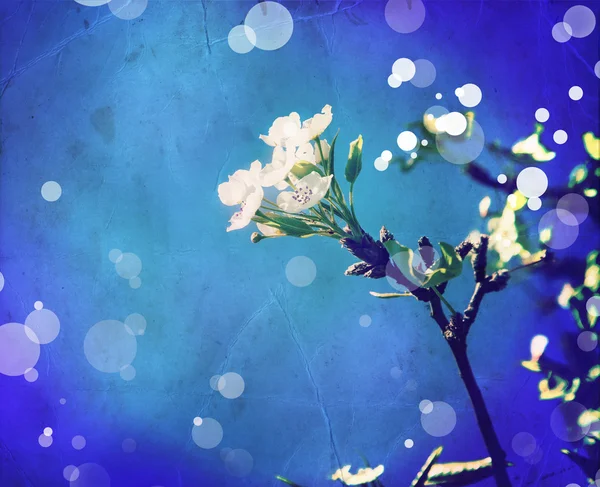 Bahar kiraz çiçekleri — Stok fotoğraf