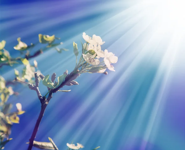 春には桜の花 — ストック写真