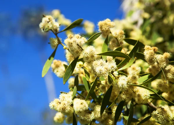 Wattle våren blommar — Stockfoto