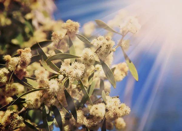 編み枝細工の春の花 — ストック写真