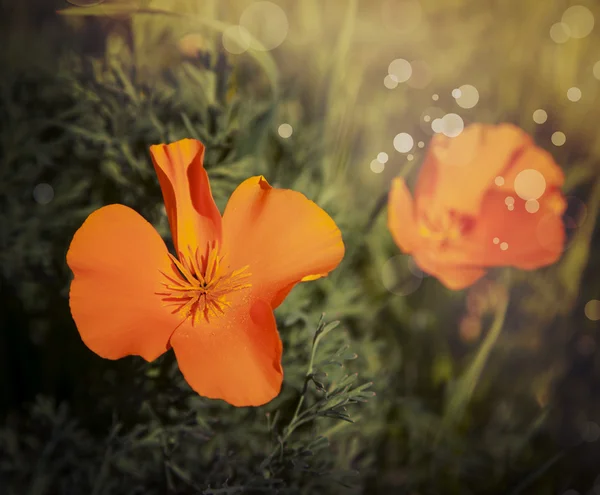 カリフォルニア ・ ポピーの花 — ストック写真