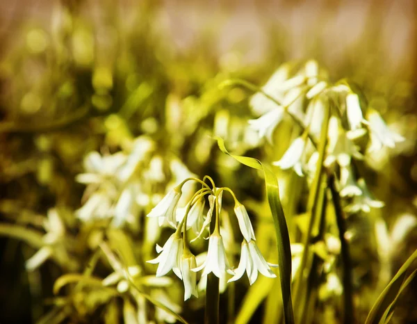 Lirio de flores del valle — Foto de Stock