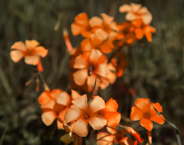 ดอกไม้สีส้ม — ภาพถ่ายสต็อก