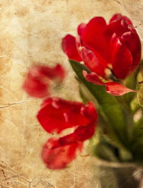 Vintage karta s Tulipán květy — Stock fotografie