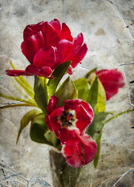 Vintage-Karte mit Tulpenblumen — Stockfoto