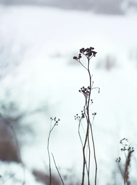 Frozen weed winter flowers — Stock Photo, Image