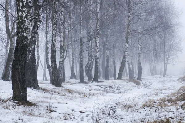 Ağaçlar ve karla kaplı kış manzarası — Stok fotoğraf