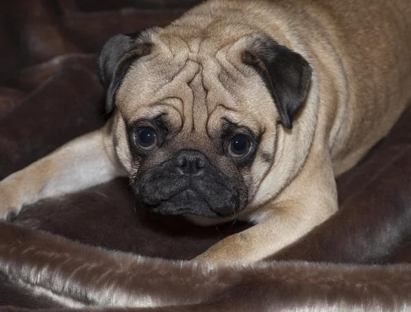 Güzel açık kahverengi Pug köpek yavrusu — Stok fotoğraf