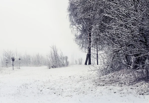 Зимний пейзаж с деревьями и снегом — стоковое фото