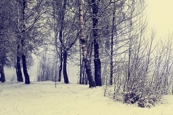 Зимовий пейзаж з деревами і снігом — стокове фото