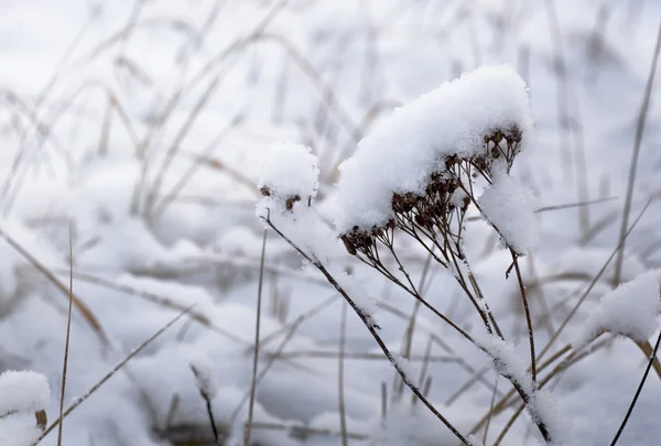 野生の花と雪の下の草 — ストック写真