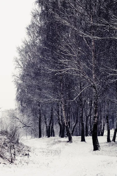 Paisaje invernal con árboles y nieve —  Fotos de Stock