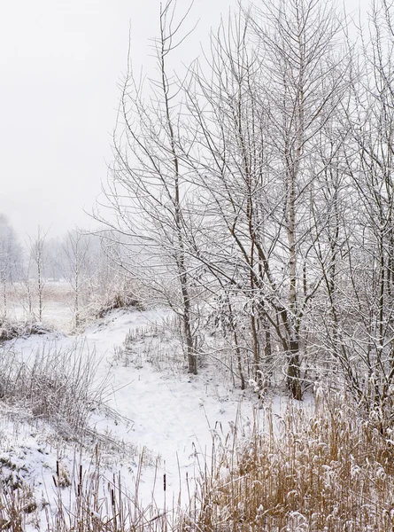 Paysage hivernal avec arbres et neige — Photo