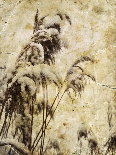 野花和草雪下 — 图库照片