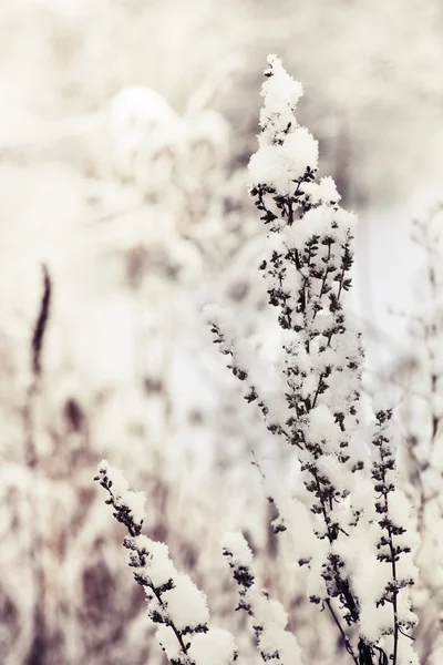 Wild flowers and grass under snow — Stock Photo, Image