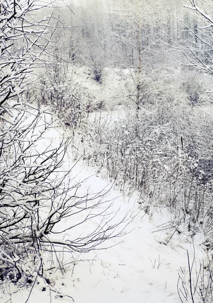 Winterlandschap met bomen en sneeuw — Stockfoto