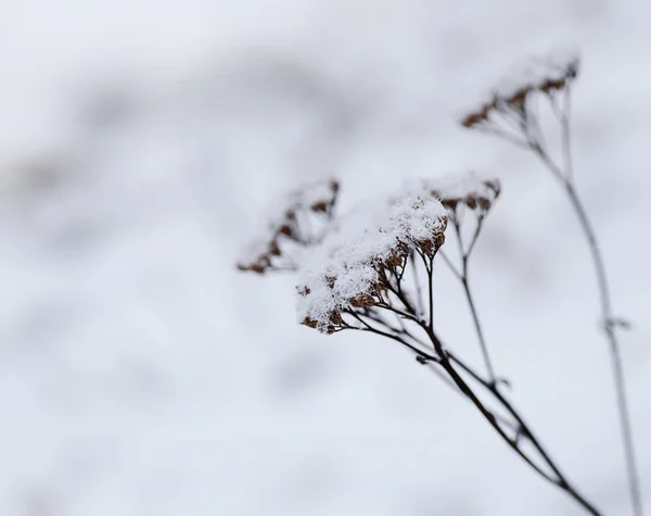 Wild flowers and grass under snow — Stock Photo, Image