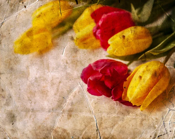 Valentine tulips background — Stock Photo, Image