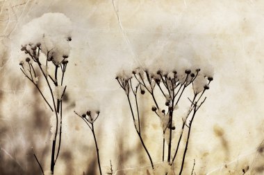 Ot çiçeklerle kar dondurulmuş