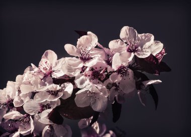 Kiraz ağacı çiçek çiçekler