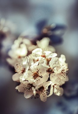 Kiraz ağacı çiçek çiçekler