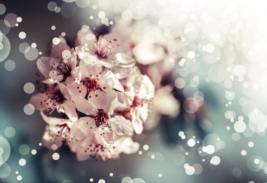 Kiraz ağacı çiçek çiçekler