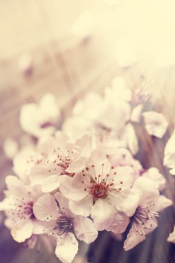 Kiraz ağacı çiçek çiçekler