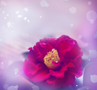 Güzel pembe gül çiçeği