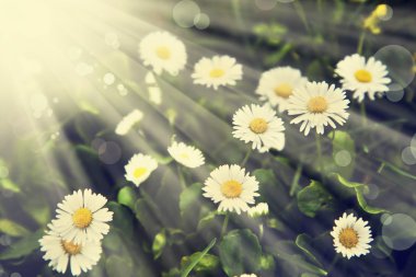 Yeşil çim ve papatya çiçekler