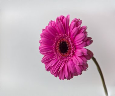 Güzel pembe Mona Lisa çiçek