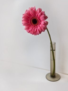 Güzel pembe Mona Lisa çiçek