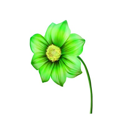 yeşil yıldız çiçeği çiçek