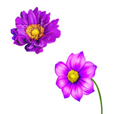 Dahlia ve mona lisa çiçekler