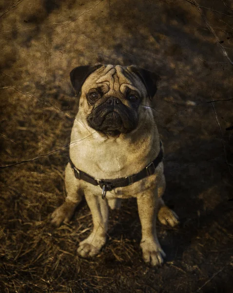 Little pug dog — Stock Photo, Image