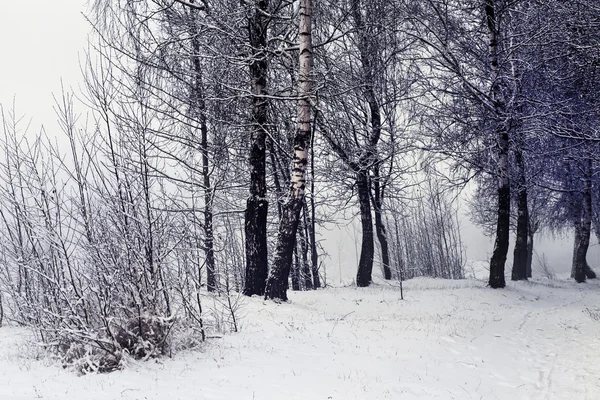 Paisaje invernal con bosque nevado —  Fotos de Stock