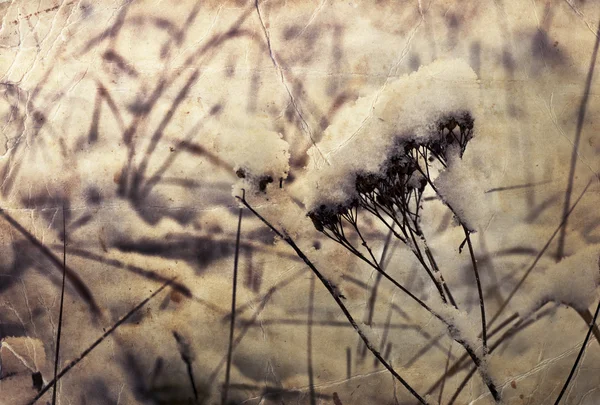 Gefrorene Unkrautblüten mit Schnee — Stockfoto