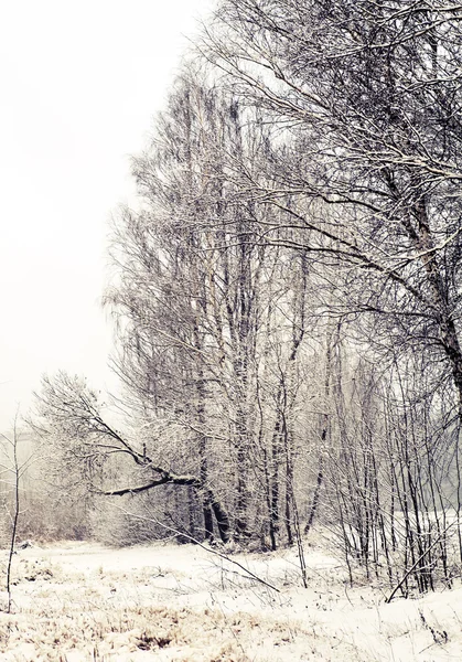 Naturen vinterlandskap — Stockfoto