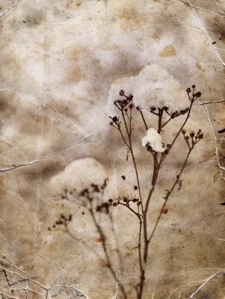 Mrożone chwastów kwiaty ze śniegu — Zdjęcie stockowe