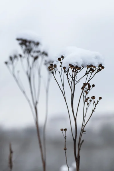 冻雪的杂草花 — 图库照片