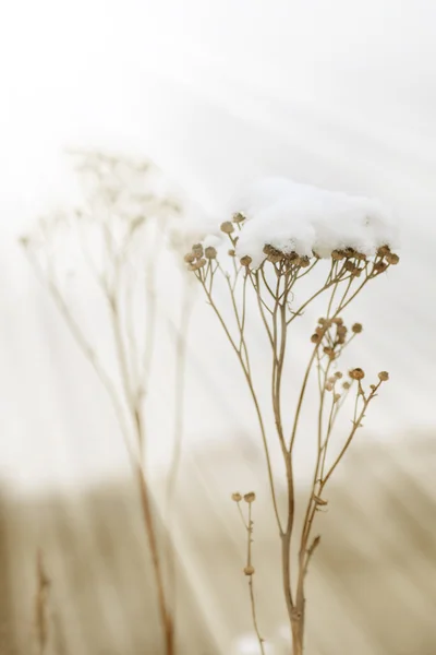 Frozen weed flowers with snow — Stock Photo, Image