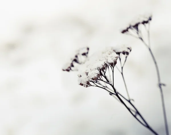 Fleurs de mauvaises herbes congelées avec neige — Photo